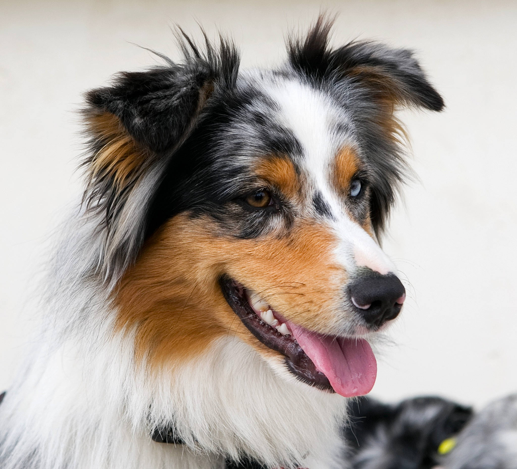 Sya participe au concours pour gagner de l'argent avec cette photo : ancient_dog_breeds, australian_collie, carnivore, companion_dog, dog, dog_breed, fur, herding_dog, plant, scotch_collie, sporting_group, whiskers, working_dog