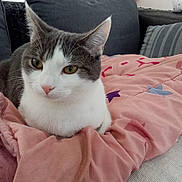 Mia a rejoint le concours — aidez-le/la à gagner de superbes lots ! cat, gray_cat, white_cat, pet, animal, feline, sitting, portrait, close_up, indoors, bedroom, sofa, blanket, cushion, pink_blanket, patterned_fabric, green_eyes, whiskers, ears, cozy