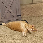Micah is registered to the contest to win money with this photo: cat, orange_cat, white_cat, fluffy, carpet, indoor, relaxed, stretching, feline, pet, animal, wooden_cabinet, door, floor, cute, lying_down, paw, domestic_cat, home, cozy