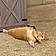 Micah
