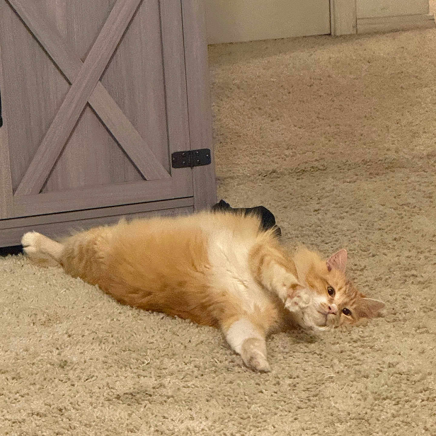 Micah is registered to the contest to win money with this photo: cat, orange_cat, white_cat, fluffy, carpet, indoor, relaxed, stretching, feline, pet, animal, wooden_cabinet, door, floor, cute, lying_down, paw, domestic_cat, home, cozy