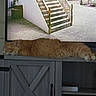Micah joined the competition — help win amazing prizes! animal, cat, cozy, cute, domestic, fluffy, furniture, home, indoor, living_room, napping, orange_cat, peaceful, pet, relaxation, resting, sleeping, staircase, tv_screen, wooden_cabinet