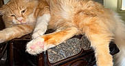 Micah is registered to the contest to win money with this photo: cat, decor, domestic, feline, fluffy, fur, granite_inset, heart_shape, indoor, light, lounging, orange_cat, paw, pet, pink_paw_pads, relaxed, sleepy, stretching, window, wooden_surface