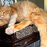 cat, decor, domestic, feline, fluffy, fur, granite_inset, heart_shape, indoor, light, lounging, orange_cat, paw, pet, pink_paw_pads, relaxed, sleepy, stretching, window, wooden_surface