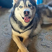 Gray is registered to the contest to win money with this photo: dog, husky, blue_eyes, tongue_out, crossed_paws, carpet, indoor, pet, animal, cute, smiling, fur, canine, relaxed, portrait, mammal, friendly, house, companion, domestic