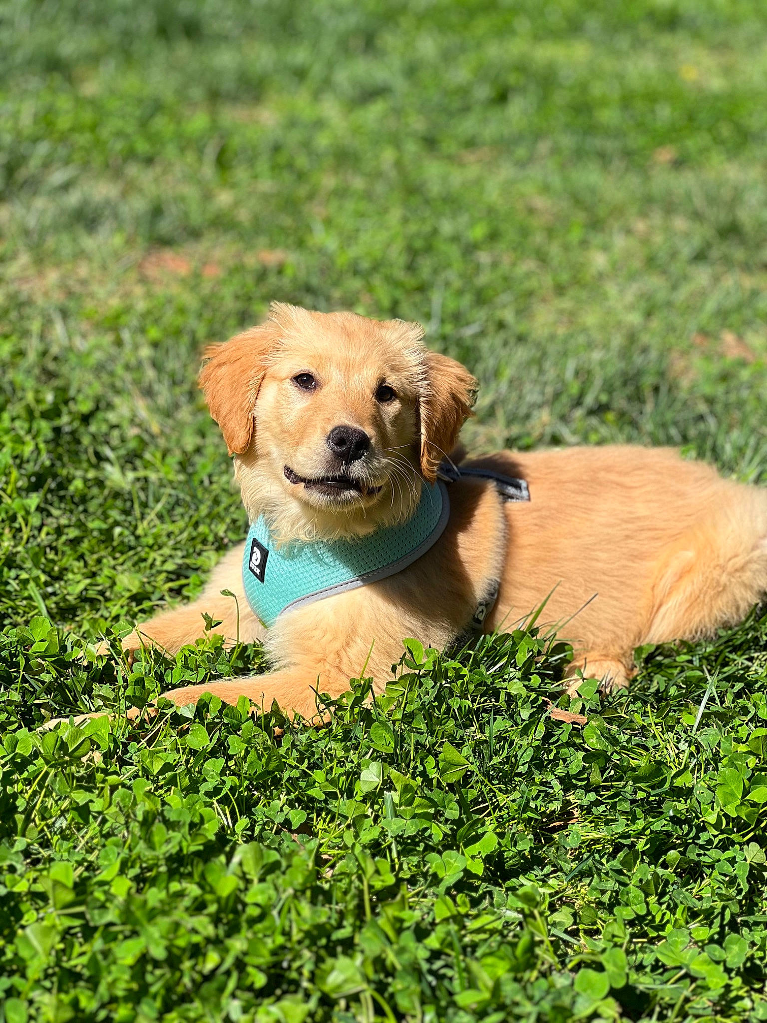 Riley is registered to the contest to win money with this photo: carnivore, companion_dog, dog, dog_breed, fawn, grass, grassland, groundcover, gun_dog, mammal, plant, prairie, retriever, soil, sporting_group, terrestrial_animal, vertebrate, wildlife, working_animal, working_terrier