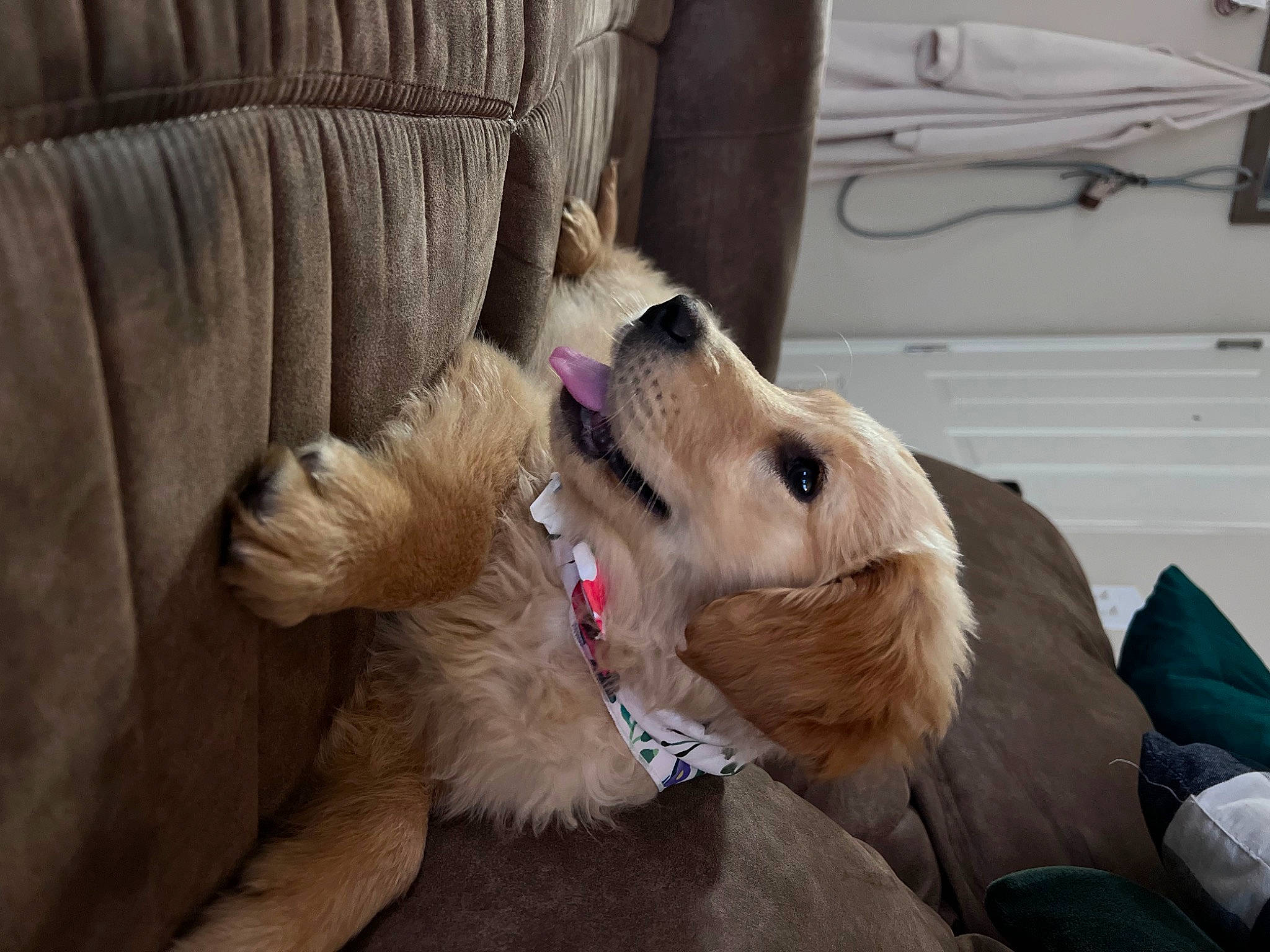 Riley joined the competition — help win amazing prizes! canidae, carnivore, collar, comfort, companion_dog, dog, dog_breed, dog_collar, dog_supply, fawn, fur, giant_dog_breed, non_sporting_group, paw, pet_supply, snout, sporting_group, whiskers, wood, working_animal