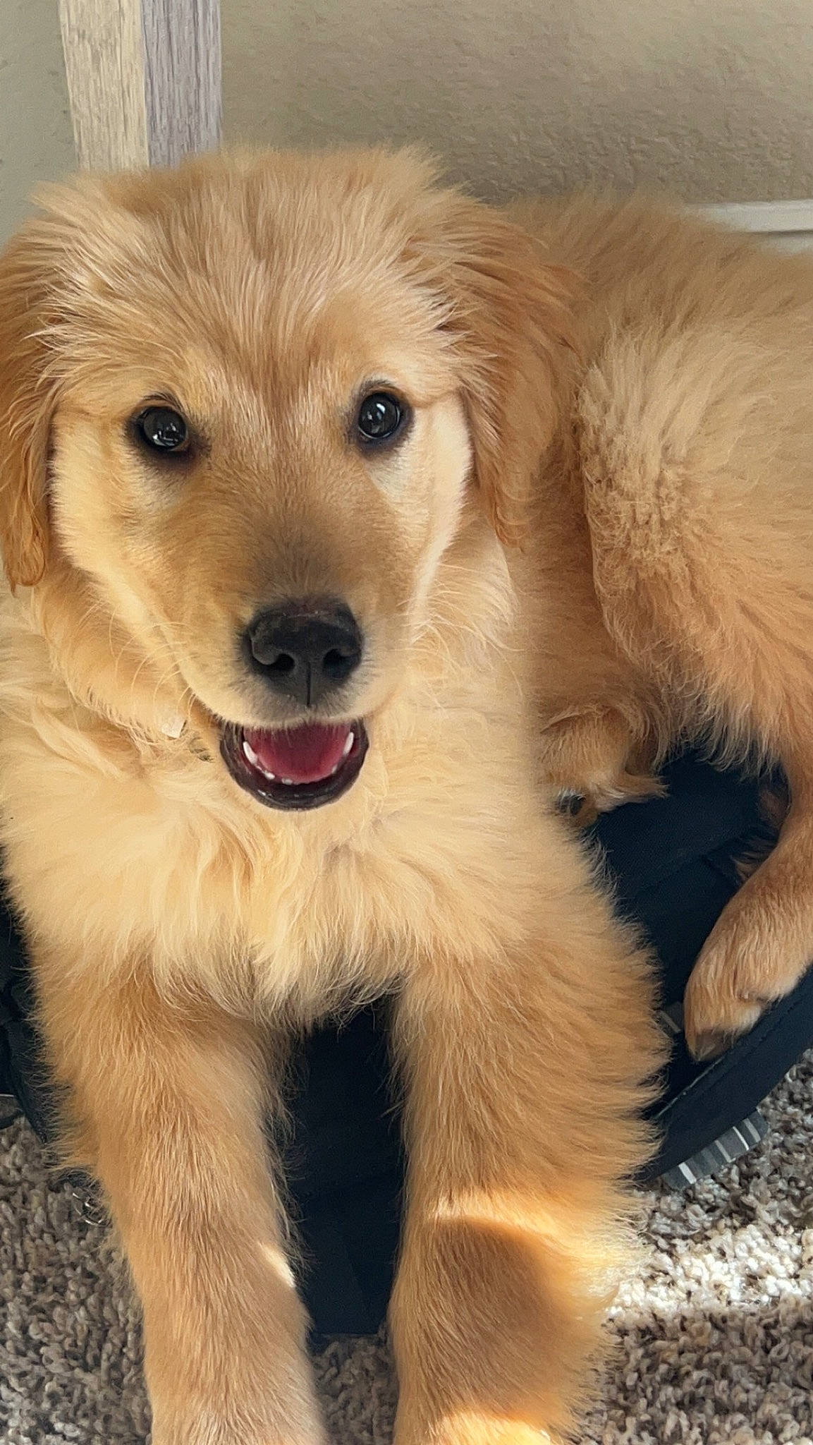 Riley joined the competition — help win amazing prizes! ancient_dog_breeds, canidae, carnivore, chair, companion_dog, dog, dog_breed, fang, fawn, fur, gun_dog, paw, puppy, shout, small_greek_domestic_dog, sporting_group, whiskers, working_animal, working_dog