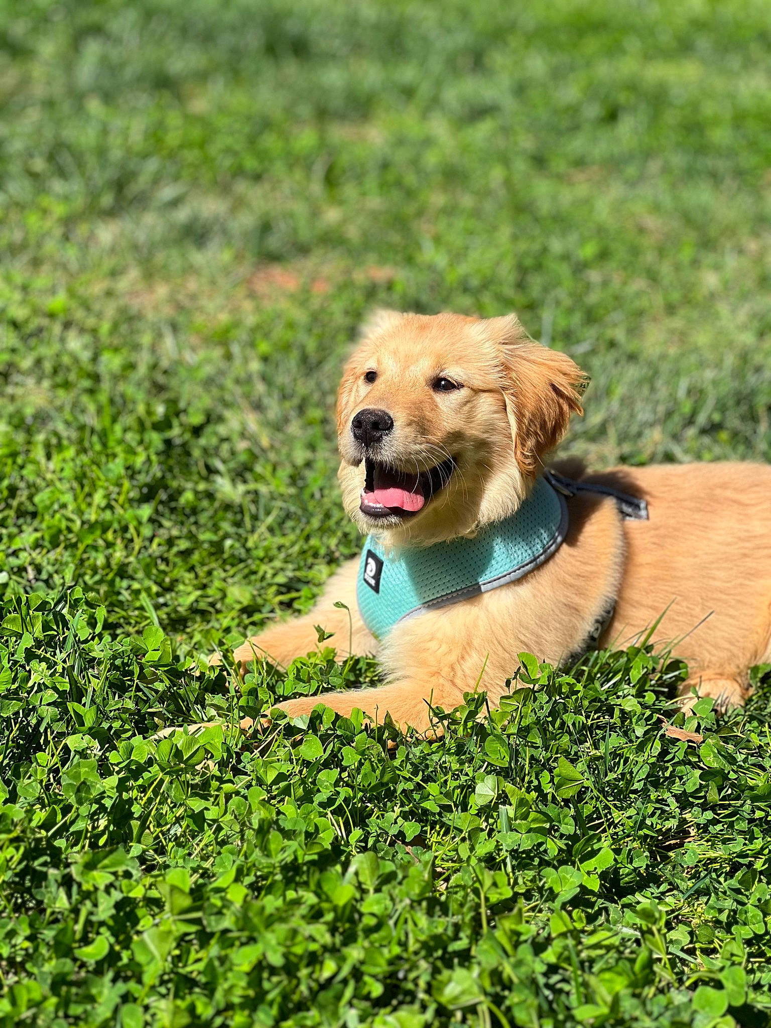 Riley is registered to the contest to win money with this photo: canidae, carnivore, companion_dog, dog, dog_breed, fawn, grass, grassland, groundcover, gun_dog, landscape, people_in_nature, plant, retriever, snout, soil, sporting_group, terrestrial_animal, wildlife, working_animal