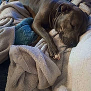 Nala is registered to the contest to win money with this photo: dog, sleeping, blanket, cozy, resting, fur, paw, indoor, comfort, relaxation, canine, pet, animal, soft, warm, snuggle, cute, peaceful, laying, closeup