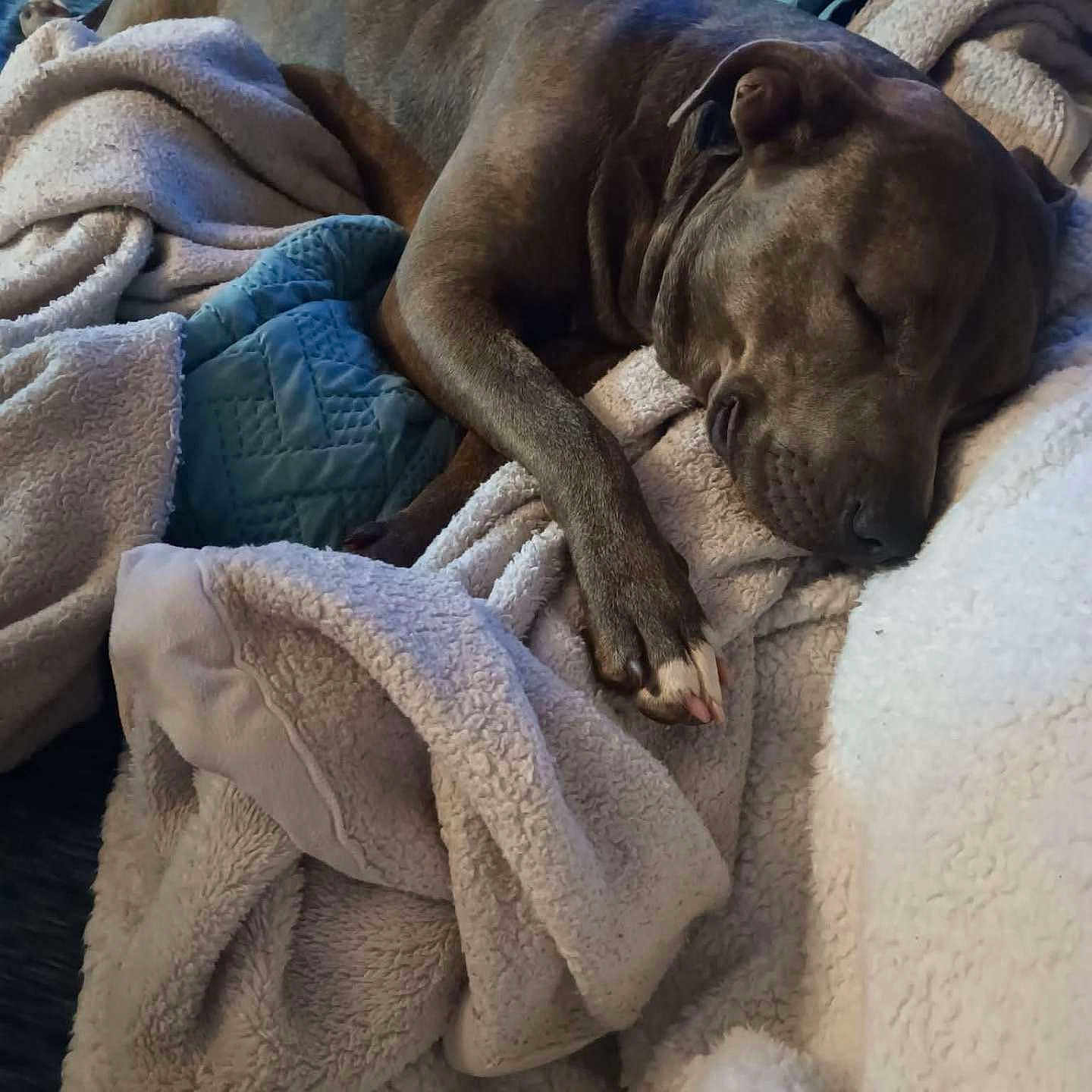 Nala is registered to the contest to win money with this photo: dog, sleeping, blanket, cozy, resting, fur, paw, indoor, comfort, relaxation, canine, pet, animal, soft, warm, snuggle, cute, peaceful, laying, closeup