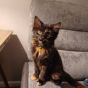 Skittles is registered to the contest to win money with this photo: kitten, cat, tortoiseshell, feline, pet, indoor, couch, furniture, yellow_eyes, curious, sitting, animal, fur, whiskers, ears, tail, cozy, domestic, young, cute