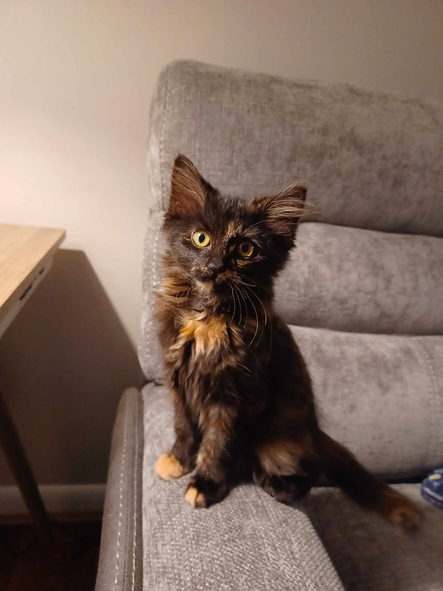 Skittles is registered to the contest to win money with this photo: kitten, cat, tortoiseshell, feline, pet, indoor, couch, furniture, yellow_eyes, curious, sitting, animal, fur, whiskers, ears, tail, cozy, domestic, young, cute