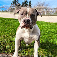 Newton a rejoint le concours — aidez-le/la à gagner de superbes lots ! animal, backyard, boxer, bulldog, canine, dog, field, frenchbulldog, grass, grassland, lawn, nature, outdoors, park, pet, pitbull, plant, puppy, tree, yard