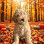 Theo joined the competition — help win amazing prizes! autumn, brown, curious, cute, dog, fall_leaves, forest, fur, green_collar, leaf_litter, nature, orange, outdoor, pet, pumpkin, puppy, seasonal, sunlight, trees, young_dog