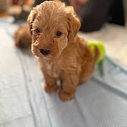 Theo joined the competition — help win amazing prizes! adorable, animal, blanket, companion, cute, cute_pet, dog, domestic_animal, fluffy, fur, golden, indoor, mammal, pet, portrait, puppy, sitting, small, soft, young
