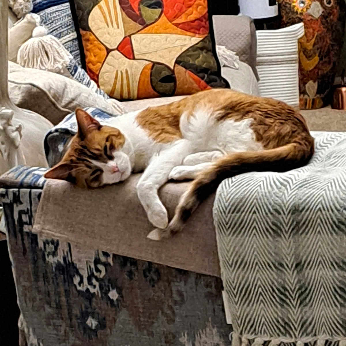 Yogi