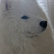 Aiko participe au concours pour gagner de l'argent avec cette photo : dog, samoyed, white_fur, fluffy, pet, animal, portrait, side_view, indoors, window, curtain, soft_light, face, nose, ear, furry, calm, domestic, closeup, muzzle