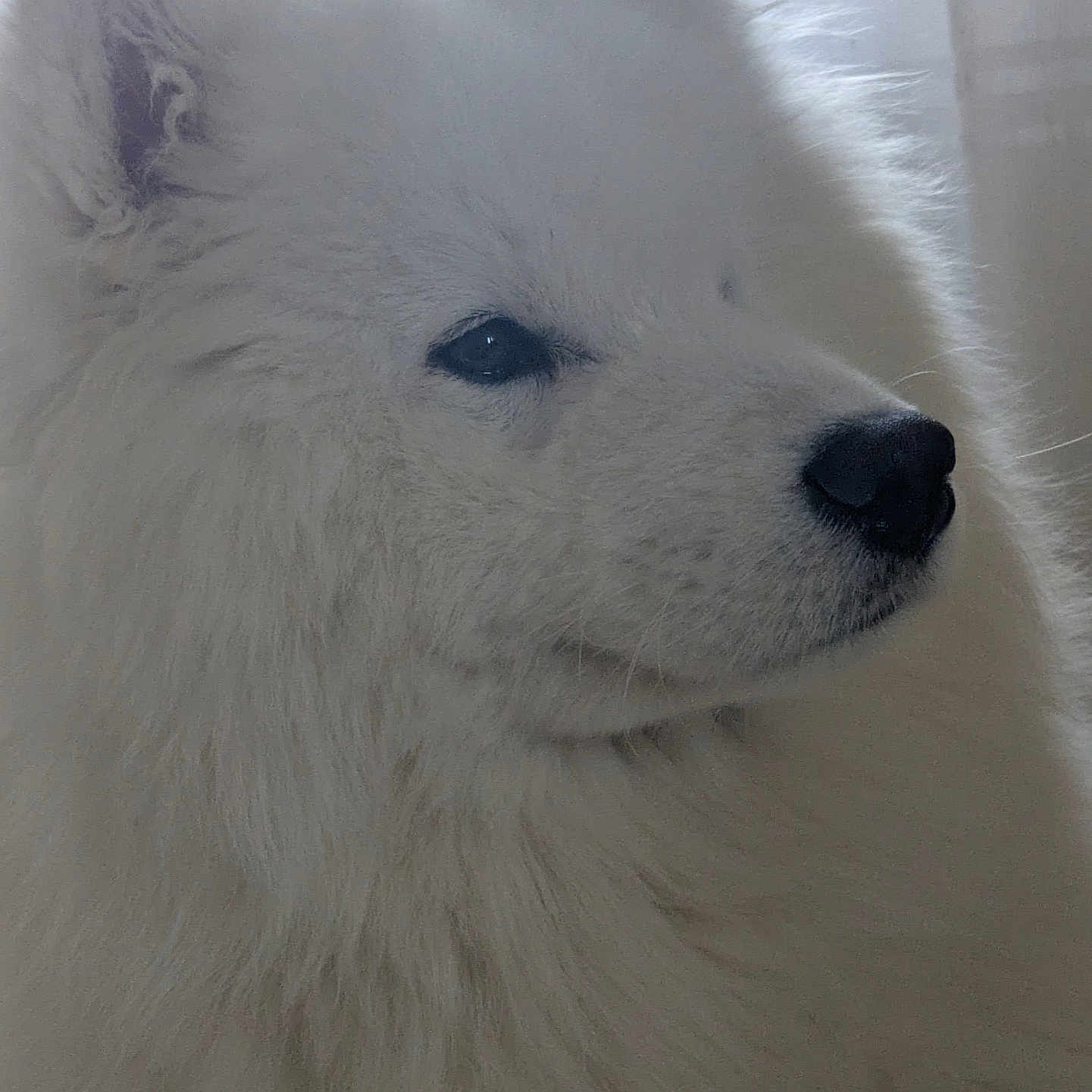 Aiko participe au concours pour gagner de l'argent avec cette photo : dog, samoyed, white_fur, fluffy, pet, animal, portrait, side_view, indoors, window, curtain, soft_light, face, nose, ear, furry, calm, domestic, closeup, muzzle