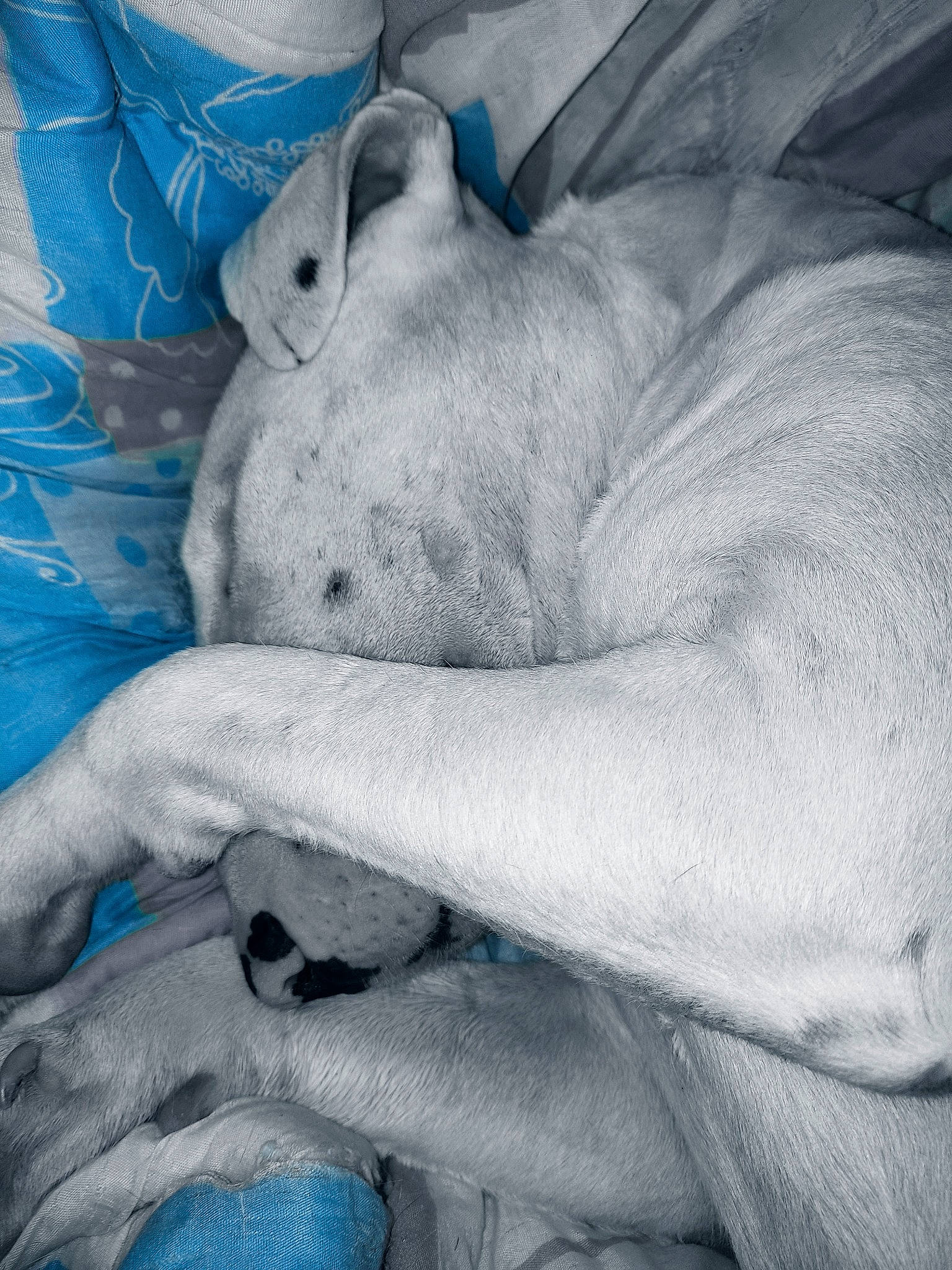 Rocky a rejoint le concours — aidez-le/la à gagner de superbes lots ! bed_sheet, bedding, blue, carnivore, cloud, comfort, companion_dog, dog, dog_breed, electric_blue, felidae, fur, grey, human_leg, linens, nap, sleep, small_to_medium_sized_cats, textile, thigh