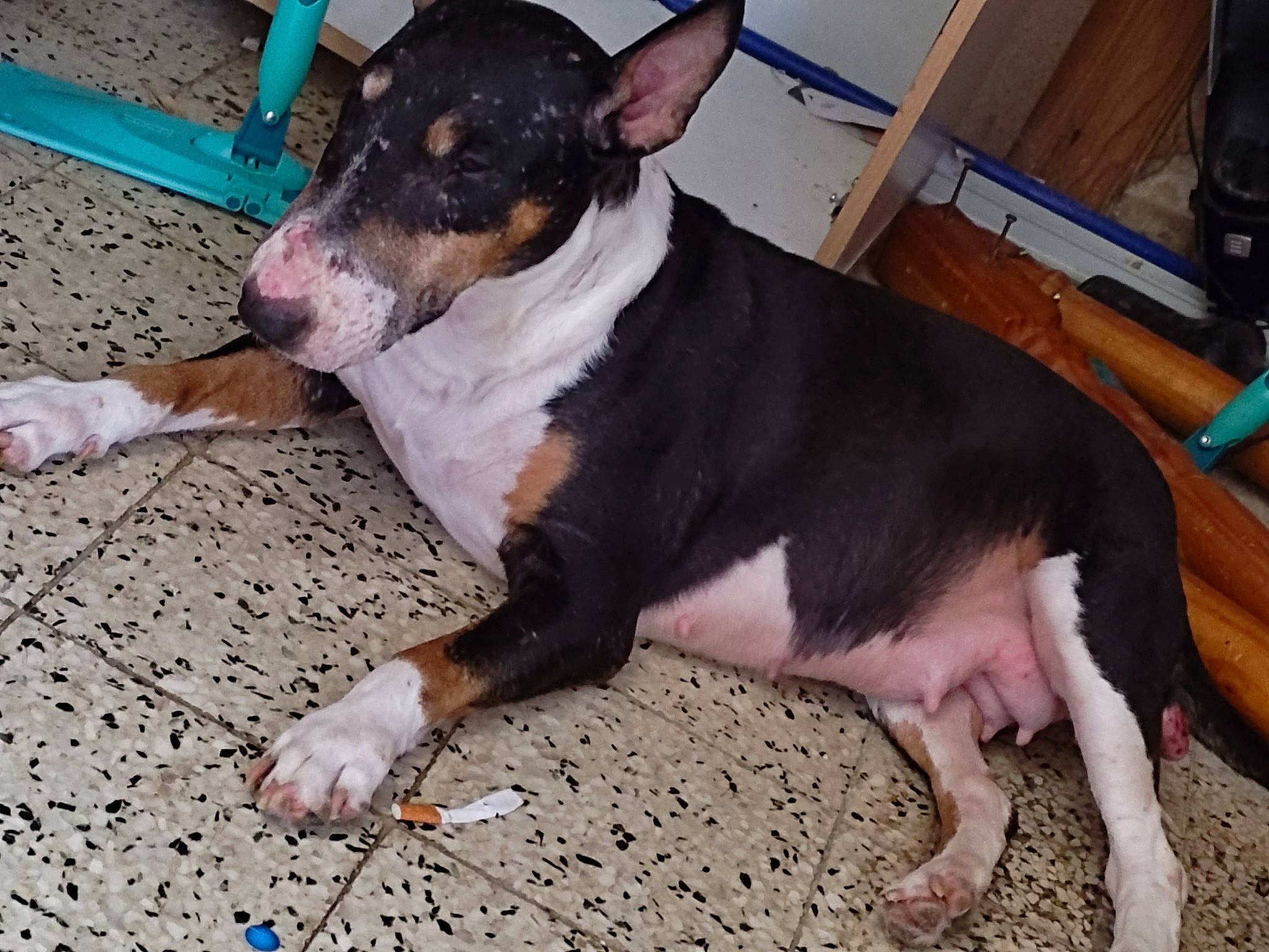 Isy a rejoint le concours — aidez-le/la à gagner de superbes lots ! carnivore, collar, companion_dog, composite_material, dog, dog_breed, fawn, foot, office_supplies, paw, snout, sporting_group, whiskers, working_animal, working_dog