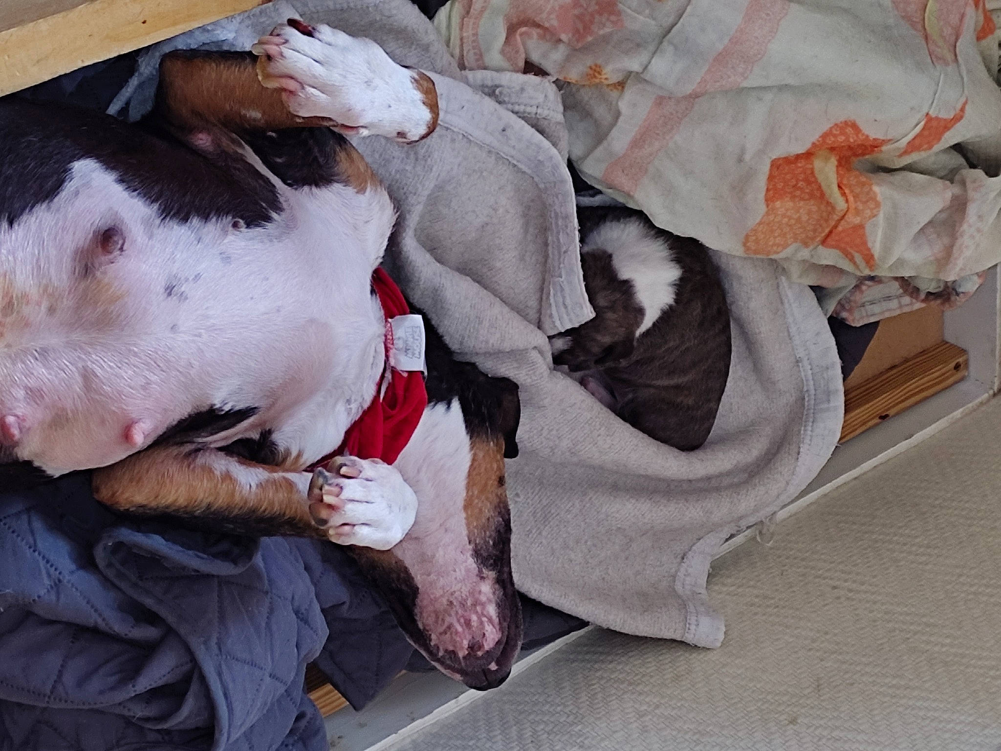 Isy participe au concours pour gagner de l'argent avec cette photo : canidae, carmine, carnivore, collar, comfort, companion_dog, dog, dog_breed, dog_supply, fawn, fur, great_dane, nap, paw, puppy, snout, sporting_group, tail, whiskers, working_animal