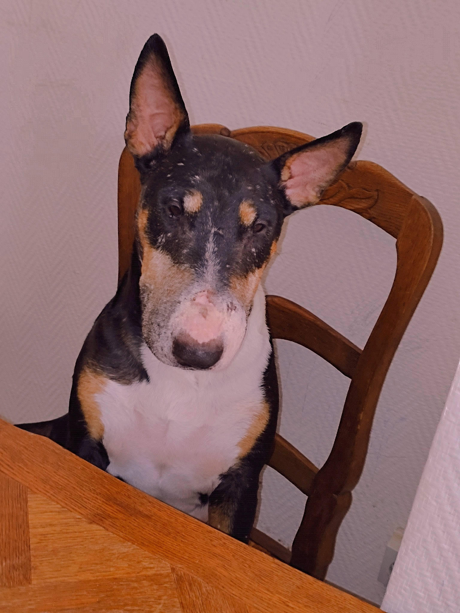 Isy participe au concours pour gagner de l'argent avec cette photo : ancient_dog_breeds, art, basenji, canidae, carnivore, chair, companion_dog, dog, dog_breed, fawn, hardwood, sporting_group, table, terrestrial_animal, toy_dog, whiskers, wood, wood_stain, working_animal, working_dog