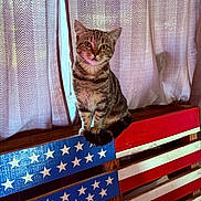 Tank joined the competition — help win amazing prizes! cat, tabby_cat, wooden_pallet, american_flag, stars, stripes, indoor, curtains, furniture, pet, animal, striped_fur, sitting, face, ears, tail, wood, pattern, decor, cozy