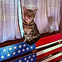 cat, tabby_cat, wooden_pallet, american_flag, stars, stripes, indoor, curtains, furniture, pet, animal, striped_fur, sitting, face, ears, tail, wood, pattern, decor, cozy