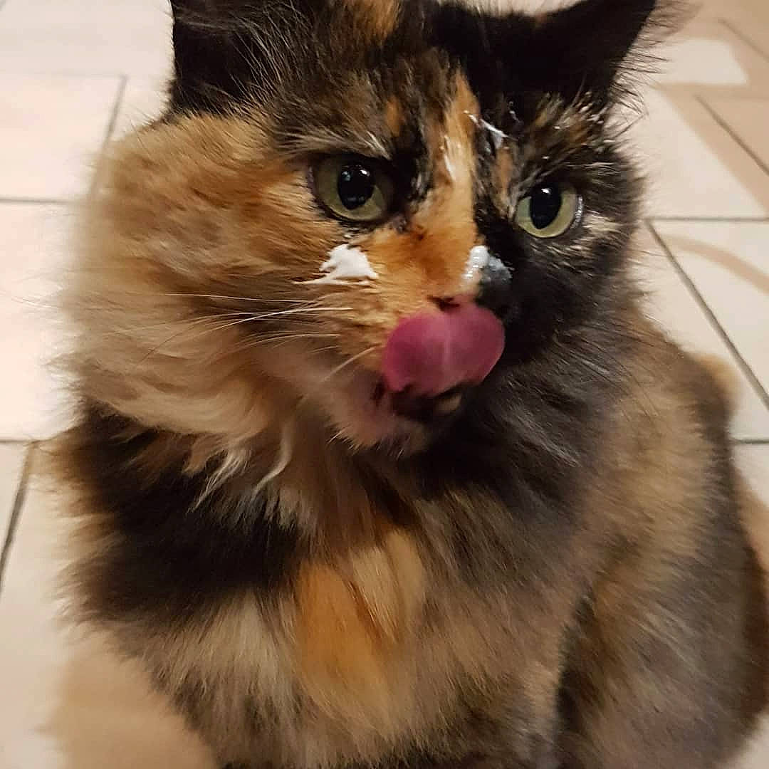 Maury a rejoint le concours — aidez-le/la à gagner de superbes lots ! asian_semi_longhair, british_semi_longhair, carnivore, cat, cymric, domestic_long_haired_cat, eye, felidae, fur, kitten, maine_coon, mammal, napoleon_cat, norwegian_forest_cat, ragamuffin, siberian, small_to_medium_sized_cats, snout, vertebrate, whiskers