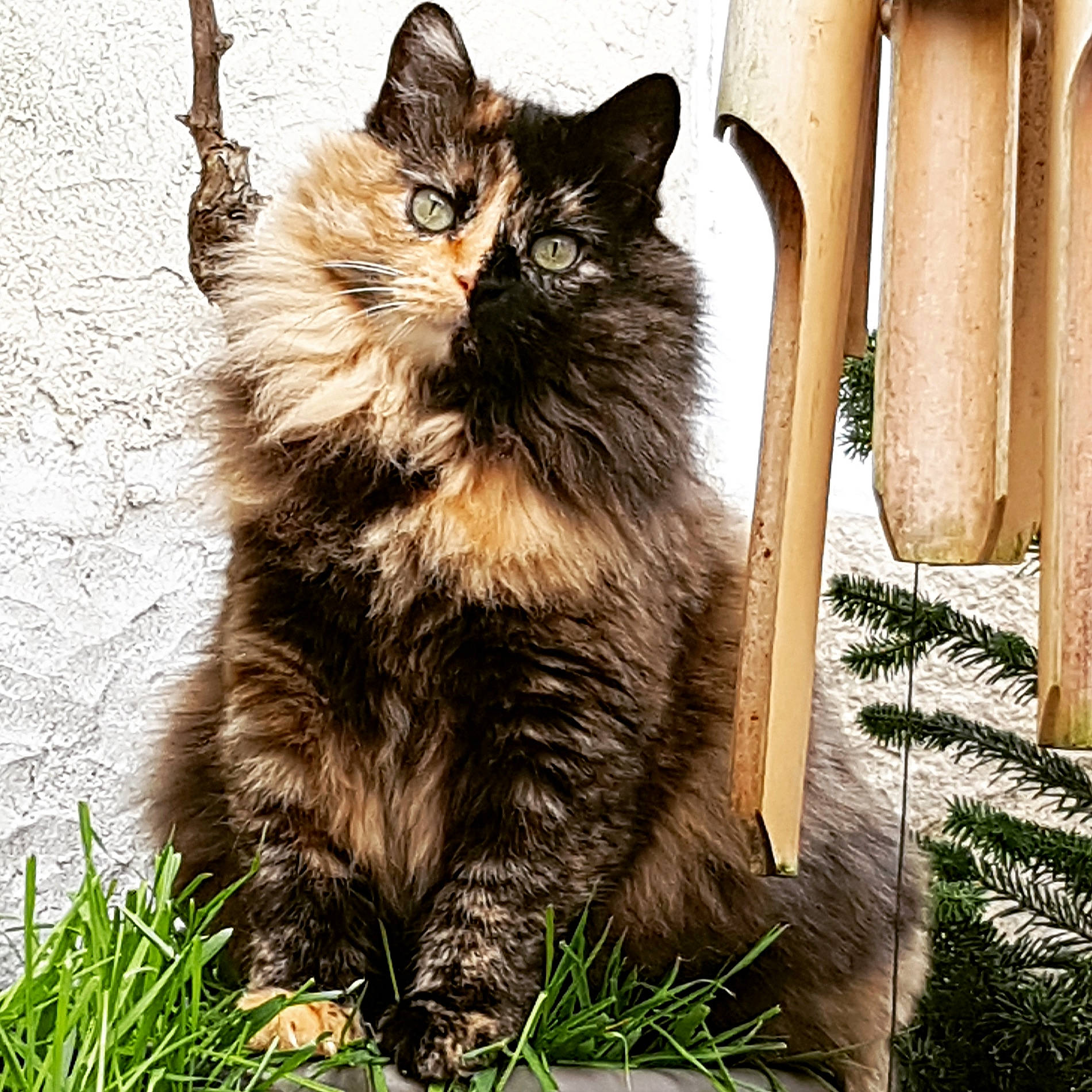 Maury a rejoint le concours — aidez-le/la à gagner de superbes lots ! asian, asian_semi_longhair, british_semi_longhair, carnivore, cat, cymric, domestic_long_haired_cat, felidae, fur, grass, kitten, maine_coon, mammal, norwegian_forest_cat, plant, siberian, small_to_medium_sized_cats, tail, whiskers, wild_cat