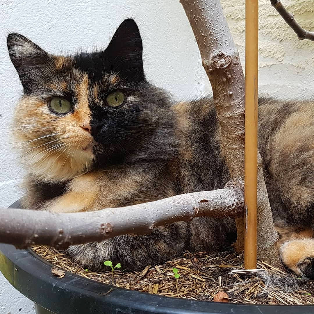 Maury participe au concours pour gagner de l'argent avec cette photo : animal_shelter, asian, carnivore, cat, domestic_short_haired_cat, european_shorthair, fawn, felidae, kitten, mammal, plant, small_to_medium_sized_cats, tabby_cat, tree, whiskers, wild_cat, wood