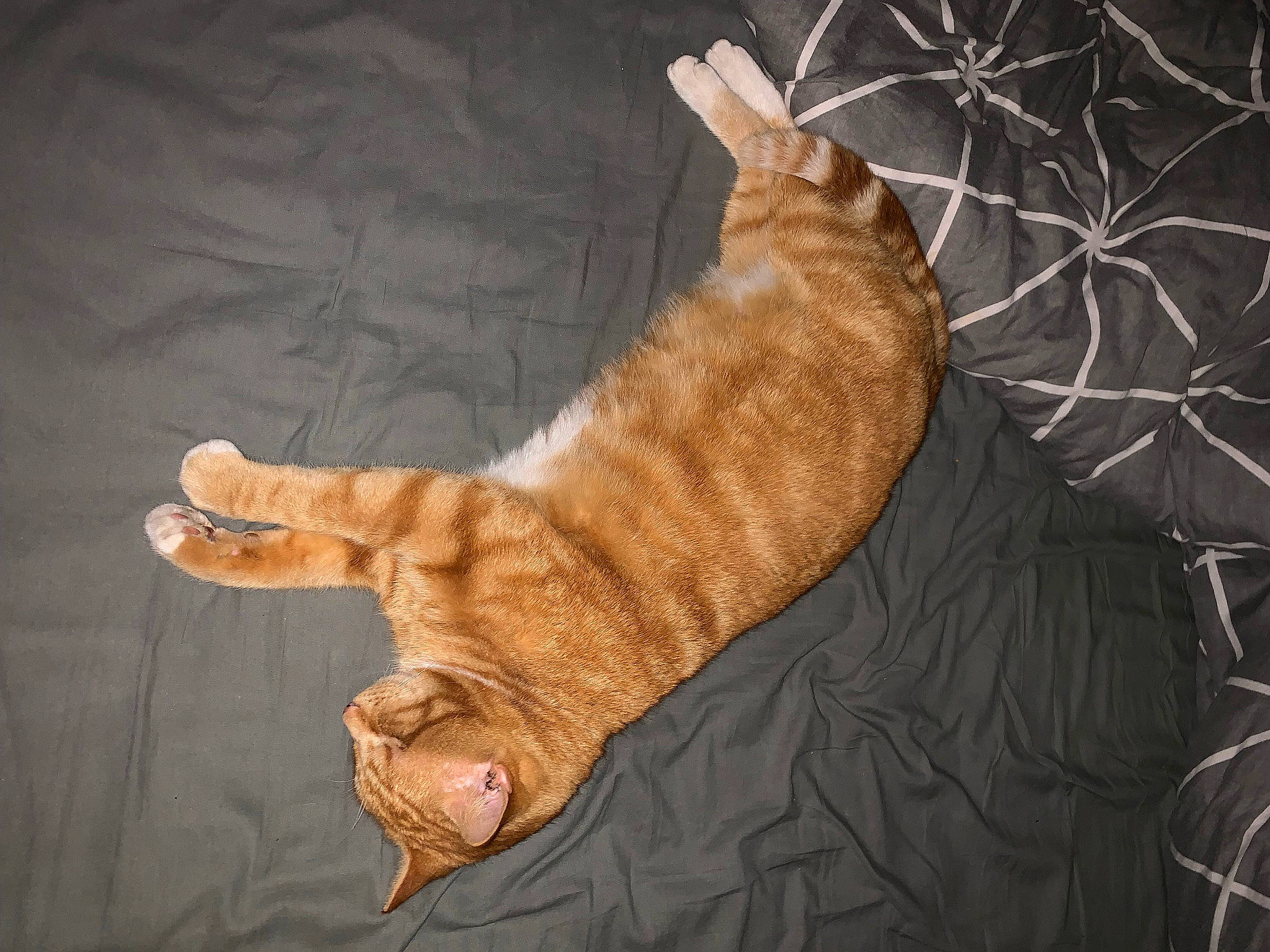 Malio participe au concours pour gagner de l'argent avec cette photo : carnivore, cat, claw, comfort, domestic_short_haired_cat, fawn, felidae, flooring, foot, fur, human_leg, leg, paw, small_to_medium_sized_cats, snout, tail, terrestrial_animal, tree, whiskers, wood