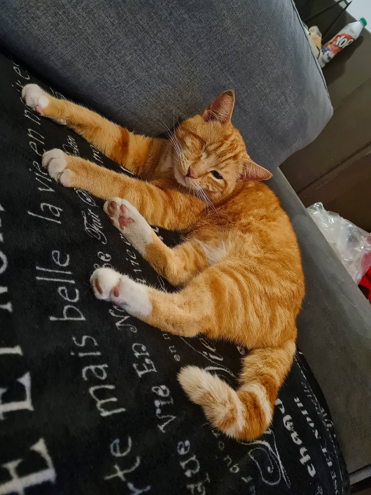 Malio participe au concours pour gagner de l'argent avec cette photo : asphalt, carnivore, cat, claw, comfort, domestic_short_haired_cat, fawn, felidae, font, fur, gesture, number, paw, photo_caption, road_surface, sitting, small_to_medium_sized_cats, snout, tail, whiskers