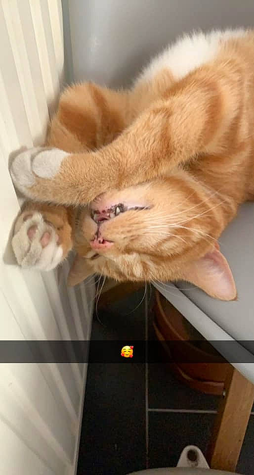 Malio participe au concours pour gagner de l'argent avec cette photo : canidae, carnivore, cat, claw, comfort, devon_rex, domestic_short_haired_cat, fawn, felidae, fur, gesture, nap, paw, sleep, small_to_medium_sized_cats, snout, tail, terrestrial_animal, whiskers