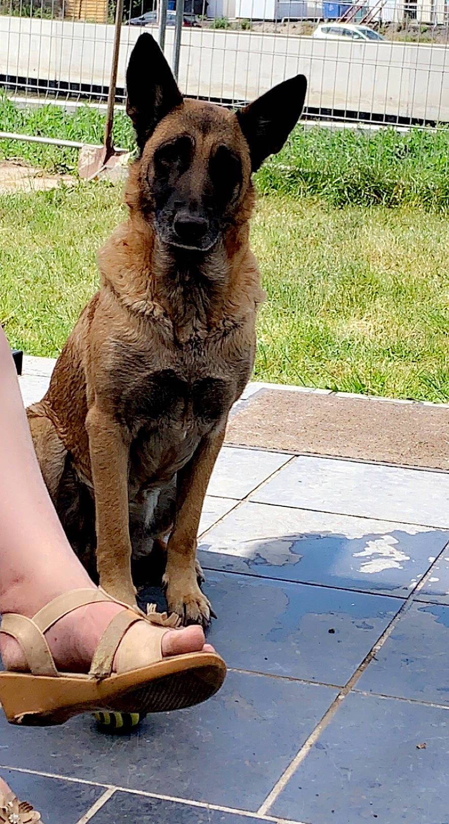 Kyra participe au concours pour gagner de l'argent avec cette photo : calf, canidae, carnivore, collar, dog, dog_breed, fawn, foot, fur, high_heels, human_leg, knee, plant, sandal, snout, sporting_group, terrestrial_animal, whiskers, wildlife, working_animal