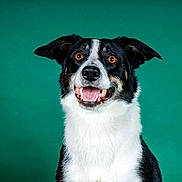 Joy a rejoint le concours — aidez-le/la à gagner de superbes lots ! dog, black_and_white, smiling, pet, animal, portrait, ears, happy, studio, green_background, canine, fur, teeth, looking, cute, domestic_animal, friendly, sitting, alert, bright_eyes