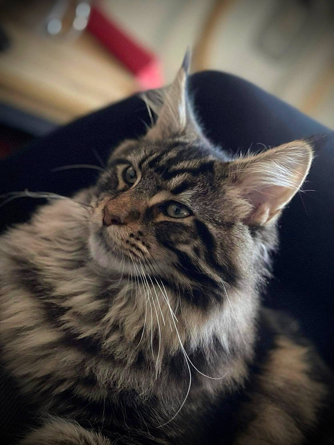 Tiki participe au concours pour gagner de l'argent avec cette photo : carnivore, cat, cloud, darkness, domestic_short_haired_cat, felidae, fur, maine_coon, norwegian_forest_cat, paw, sky, small_to_medium_sized_cats, snout, terrestrial_animal, whiskers, wildlife