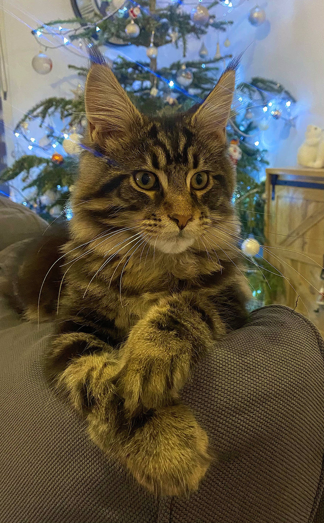 Tiki a rejoint le concours — aidez-le/la à gagner de superbes lots ! carnivore, cat, christmas_decoration, christmas_ornament, claw, conifer, domestic_short_haired_cat, fawn, felidae, fur, holiday, ornament, small_to_medium_sized_cats, snout, tail, terrestrial_animal, tree, whiskers, wildlife, window