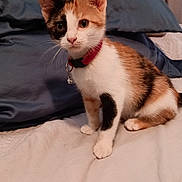 Calli is registered to the contest to win money with this photo: alert, animal, bed, calico, cat, collar, curious, cute, domestic, ears, feline, fur, indoor, kitten, pet, pillow, sitting, small, whiskers, young