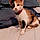 Calli