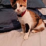 alert, animal, bed, calico, cat, collar, curious, cute, domestic, ears, feline, fur, indoor, kitten, pet, pillow, sitting, small, whiskers, young