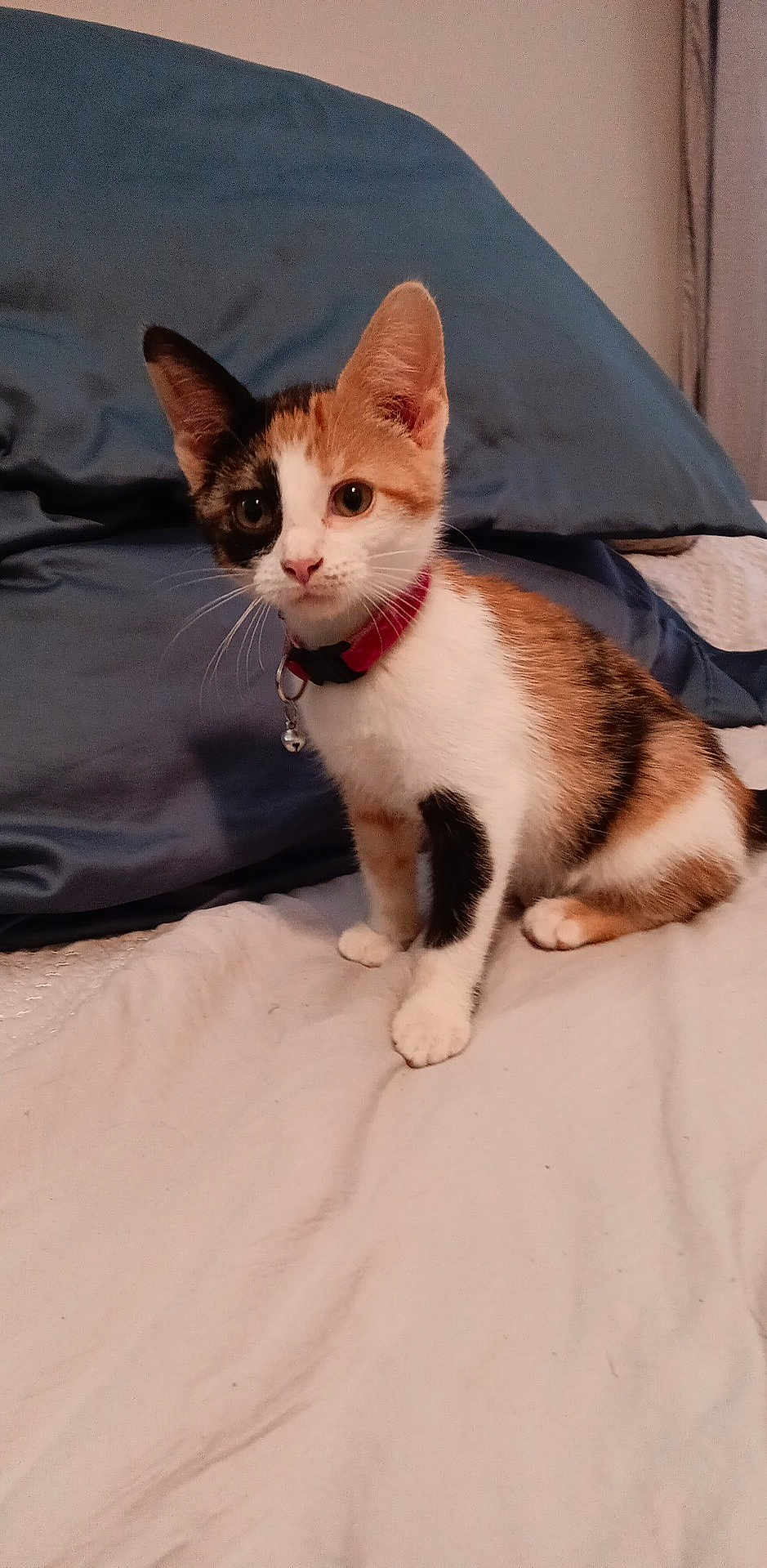 Calli is registered to the contest to win money with this photo: alert, animal, bed, calico, cat, collar, curious, cute, domestic, ears, feline, fur, indoor, kitten, pet, pillow, sitting, small, whiskers, young