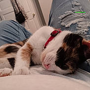 Cali is registered to the contest to win money with this photo: cat, calico, sleeping, lap, ripped_jeans, indoor, relaxed, pet, fur, cozy, closeup, resting, collar, white, black, orange, human, casual, comfort, home