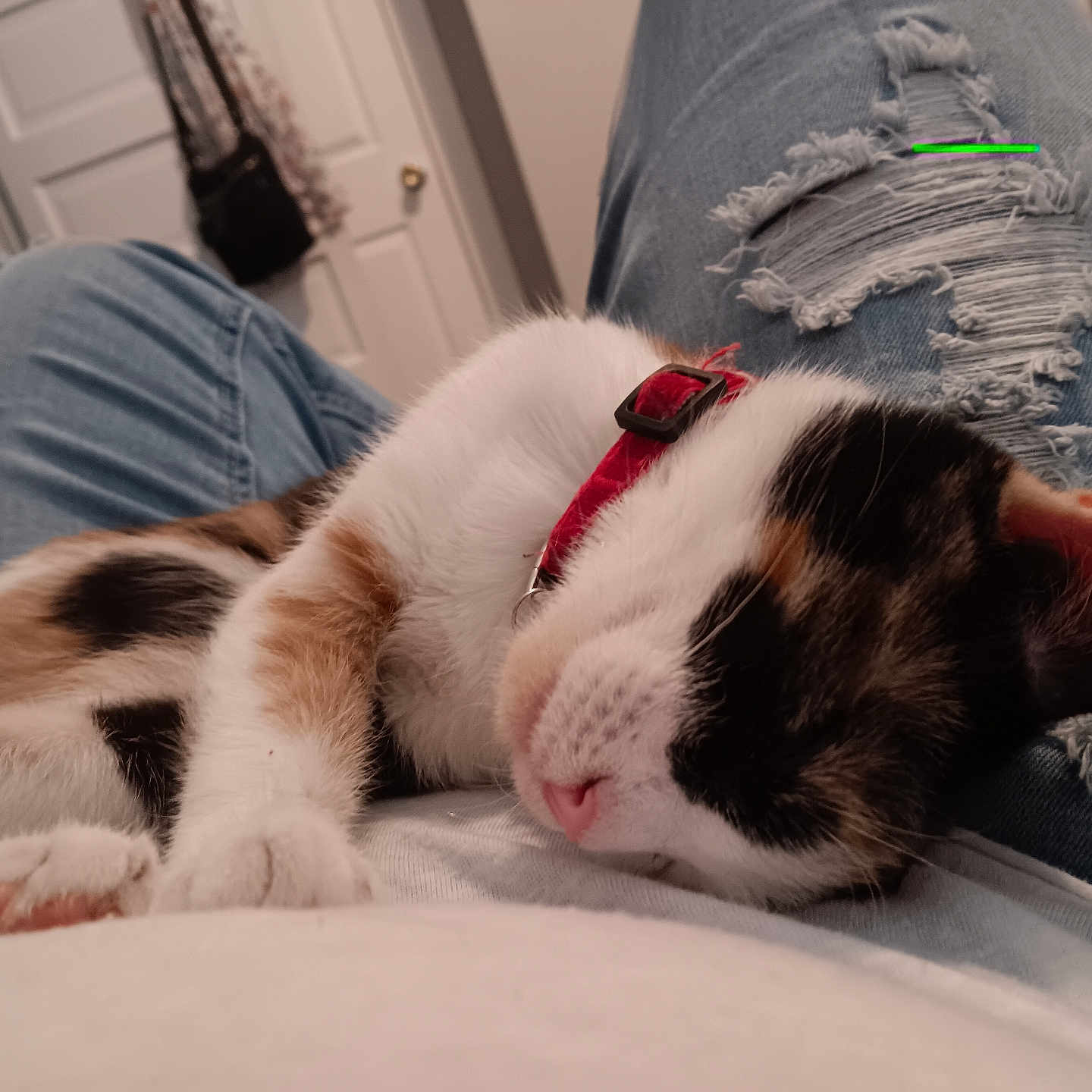 Cali is registered to the contest to win money with this photo: black, calico, casual, cat, closeup, collar, comfort, cozy, fur, home, human, indoor, lap, orange, pet, relaxed, resting, ripped_jeans, sleeping, white
