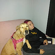 Lotto is registered to the contest to win money with this photo: black_clothing, brown_dog, casual, couch, curtain, dog, expression, furniture, hand, harness, human, indoor, notebook, person, pet, relaxed, resting, seated, side_eye, wall