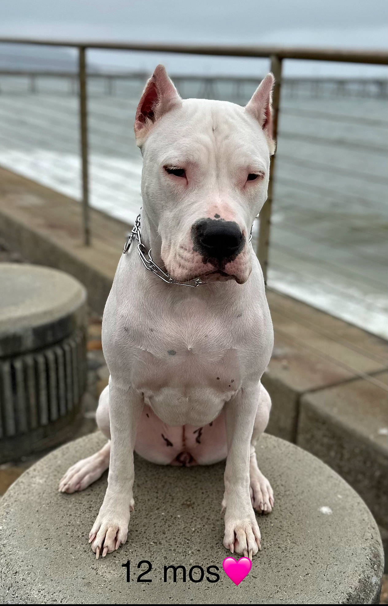 America is registered to the contest to win money with this photo: canidae, carnivore, collar, companion_dog, cordoba_fighting_dog, dog, dog_breed, dog_collar, fawn, non_sporting_group, snout, sporting_group, terrestrial_animal, water, whiskers, working_animal