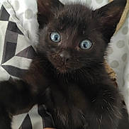 Misty a rejoint le concours — aidez-le/la à gagner de superbes lots ! kitten, black_cat, blue_eyes, close_up, paw, hand, bed, blanket, pattern, indoor, pet, young, fur, cute, animal, whiskers, face, playful, curious, soft