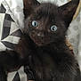 kitten, black_cat, blue_eyes, close_up, paw, hand, bed, blanket, pattern, indoor, pet, young, fur, cute, animal, whiskers, face, playful, curious, soft