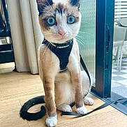 Kato is registered to the contest to win money with this photo: cat, blue_eyes, indoor, wooden_floor, harness, rabbitgoo, sitting, pet, animal, curtain, glass_door, tail, whiskers, feline, domestic_cat, paw, floor, window, leash, close_up